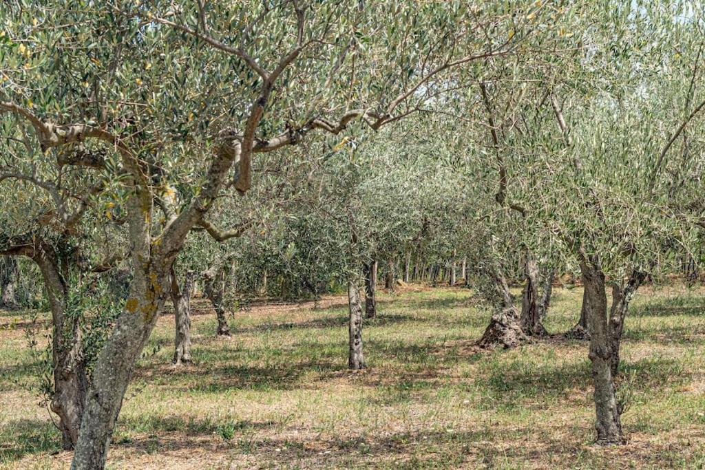 Magnolia Casa Di Campagna Costa Dei Trabocchi Рока Сан Джовани Екстериор снимка